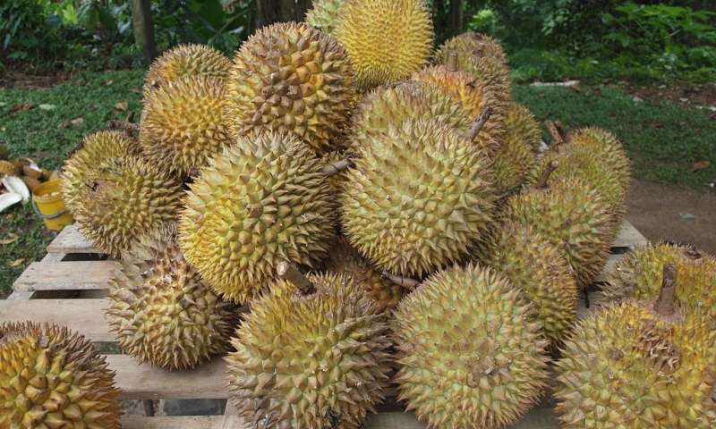 Durian fruit. Source: Kalai / CC BY-SA 3.0