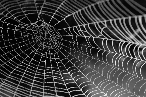 .A spider&rsquo;s web could potentially serve as a signal-processing device. Image credit: University of Bristol