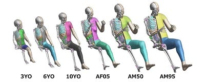 THUMS represents actual humans in detail, including the outer shape, bones, muscles, ligaments, tendons and internal organs. Source: Toyota Motor Corp.