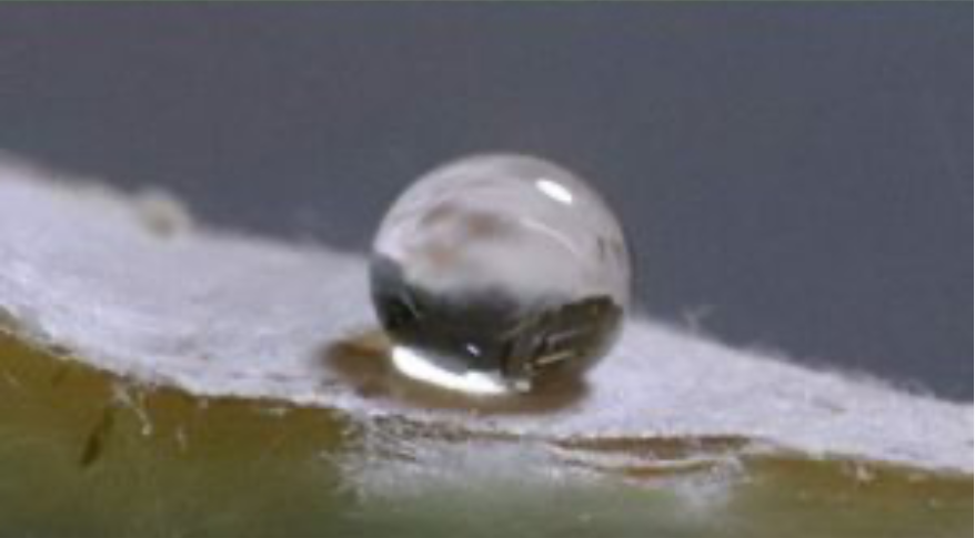 An impervious coating grown by an edible fungus causes water droplets to bead. Source: Langmuir