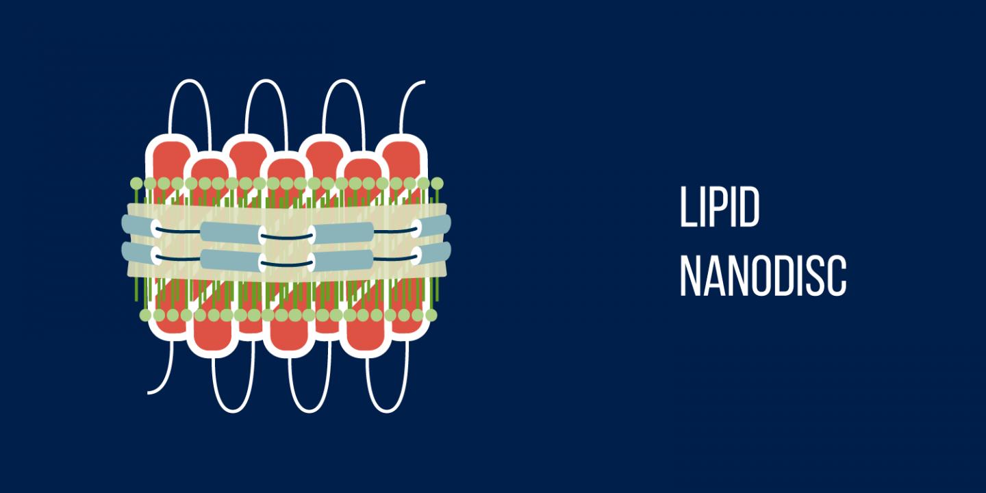 Lipid nanodiscs. (MIPT Press Office)