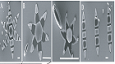 Scanning electron microscope images of different shapes and sizes of micro-grippers: A) 980 &mu;m six-finger; B) 250 &mu;m six-finger; C) 100 &mu;m six-finger and D) 750 &mu;m two-finger. Source: Ongaro et al (2017)