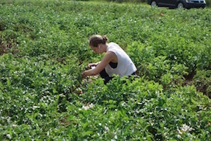 Kelsey Pryze, PSU undergraduate researcher, captures photographs of potato leaves at the Russell E. Larson Agricultural Research Center at Rock Springs. Image credit: Penn State/EPFL.