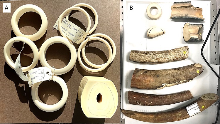 A spectroscopic stampede against illegal ivory trade | GlobalSpec