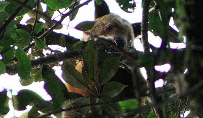 The first sighting of the tree kangaroo since 1928 was documented in summer 2018. Source: South West News Service/Michael Smith 