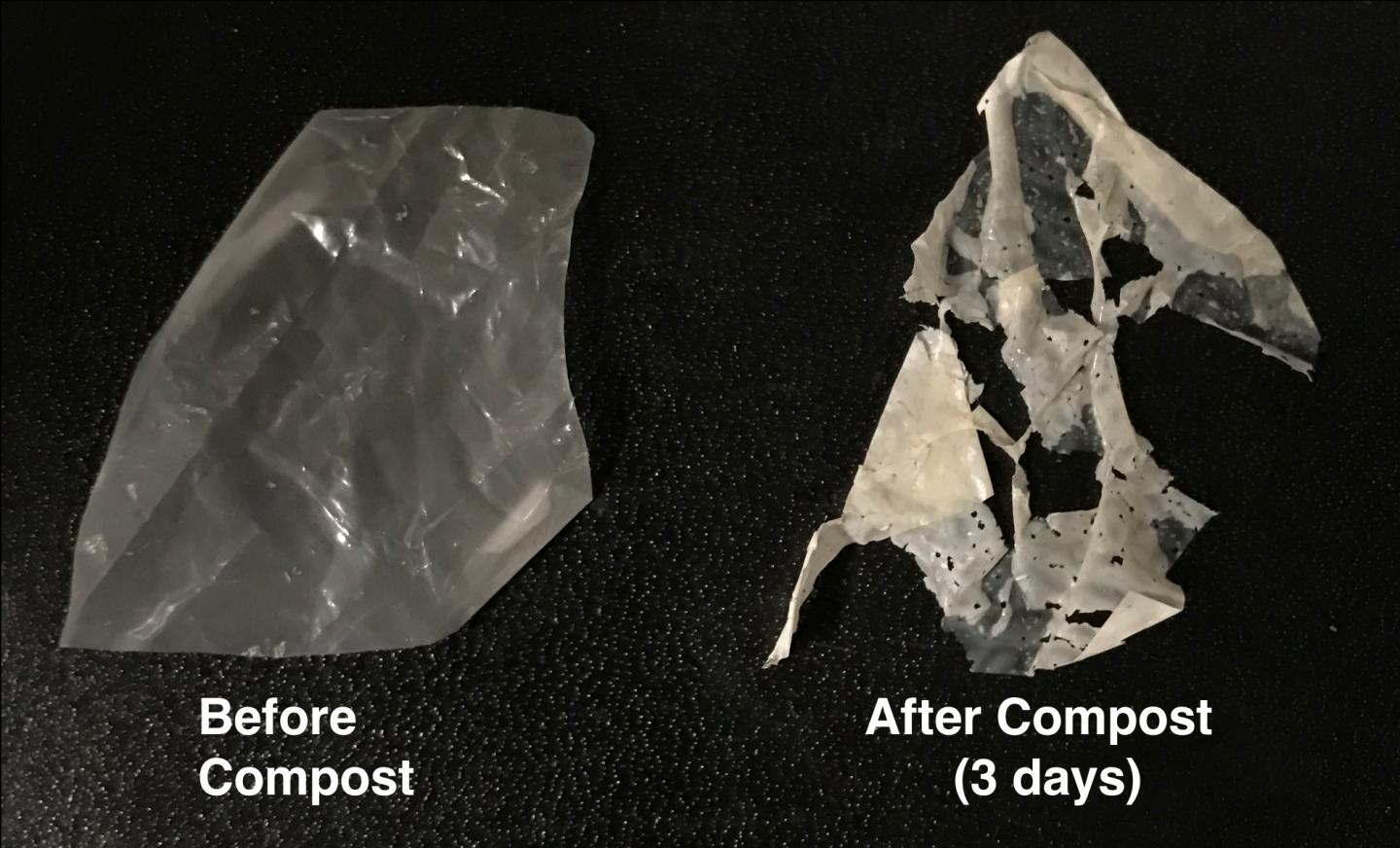A modified plastic (left) breaks down after just three days (right) in standard compost and entirely after two weeks. Source: University of California Berkeley photo by Ting Xu
