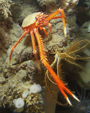Microplastics have been ingested by squat lobsters, among other deep-sea creatures. Image credit: NOAA/Lophelia II 2008.