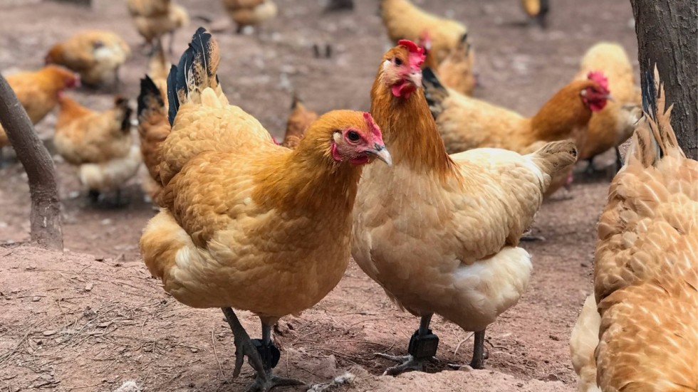 These chickens, wearing smart anklets, are part of the GoGo Chicken program from ZhongAn Tech. Source: SCMP