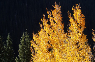 Aspen in the James Peak Wilderness, Colorado. Source: David Wagman