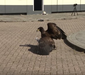 An eagle taking down a drone. Source: Signals Daily/YouTube