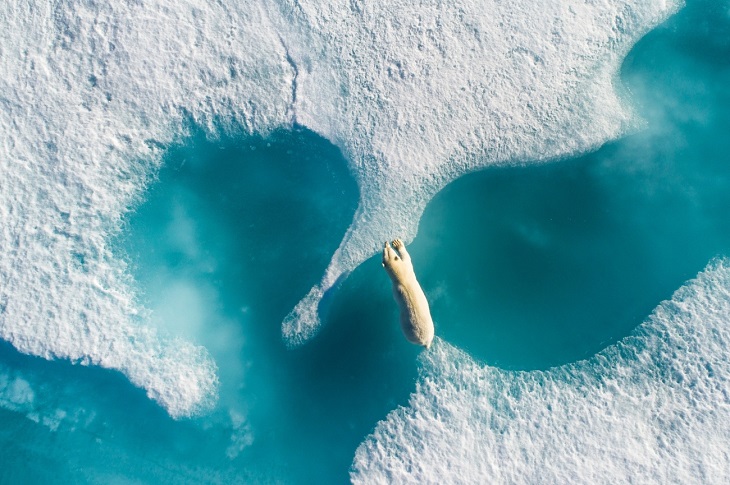 Photo of the year: Above the Polar Bear, by Florian Ledoux