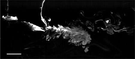Seen as a light-colored plume, water jets out from the back of a larval dragonfly. Source: Chris Roh and Mory Gharib/California Institute of Technology