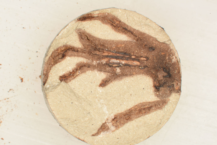 Scientists developed a way to simulate the fossilization process in about a day. Source: The Field Museum