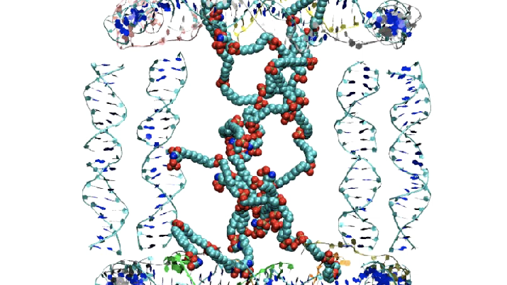 Computer simulation of polymer chains associating together and folding inside the DNA cage. Source: The Li Research Group/University of Vermont.