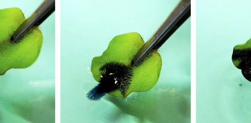 A drop of crude oil on a water surface is adsorbed within seconds by a leaf of Salvinia and pulled from the water. Source: W. Barthlott, M. Mail/Uni Bonn