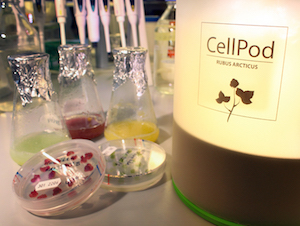 The CellPod is an appliance that resembles a design lamp and is suitable for keeping on a kitchen table. Image credit: VTT.