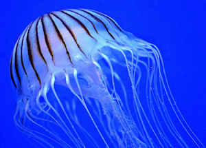 Chemical variation in jellyfish is an indicator of where they have lived and fed. Image credit: Pixabay.