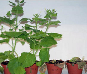 The two plants on the left received an RNA vaccine while the two on the right did not. All the plants were exposed to a virus. Source: Annette Niehl and Manfred Heinlein, Institut de Biologie Moléculaire des Plantes (IBMP), CNRS, France