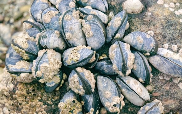Blue mussels. Source: Plavicen/Getty Images