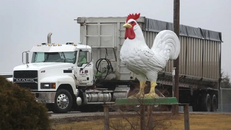 Tracking the flight of avian flu via wastewater