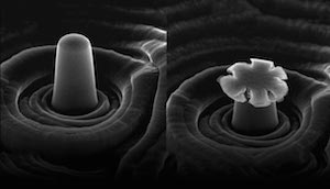 Scanning electron microscope images show pristine (left) and compressed (right) micropillars of chromium aluminum nitride/silicon nitride nanocomposite. Image credit: AIP Publishing.