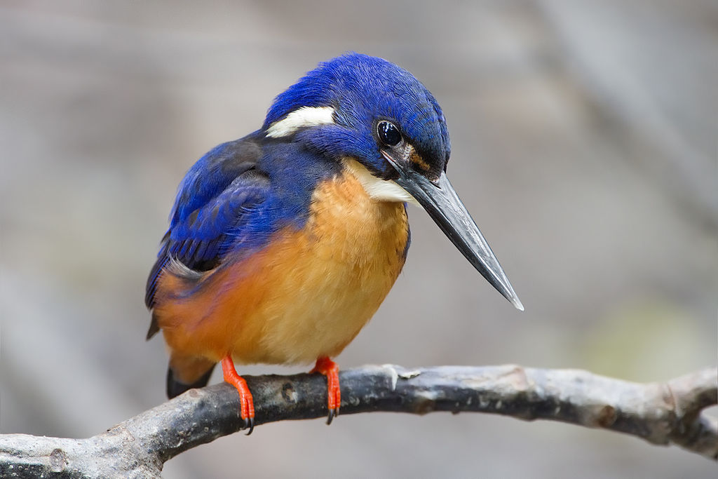 The kingfisher's beak was the inspiration for a new nose cone design for high-speed trains. Source: By JJ Harrison/CC BY 3.0