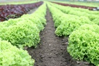 Supermarket waste can be turned into crop fertilizer.