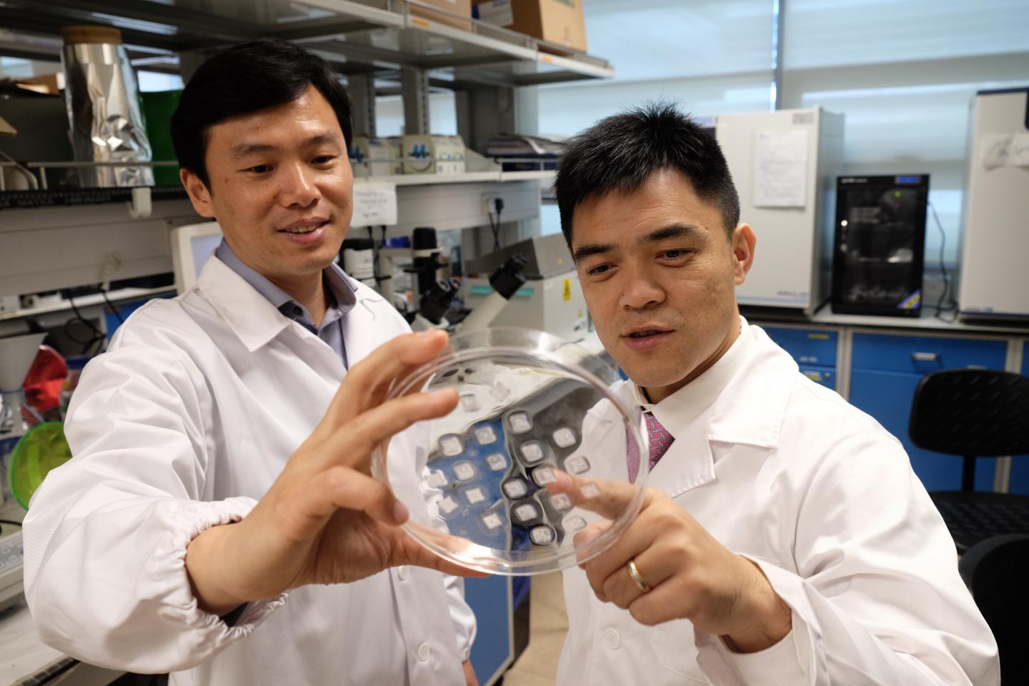 Prof Chen Peng (left) holding the new microneedle fat burning patch with Asst Prof Xu Chenjie. (Source: NTU Singapore)