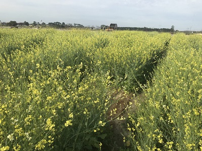 Carinata, a non-edible oilseed mustard crop, can be cultivated to produce an aviation fuel with low carbon emissions. Source: Bill Anderson