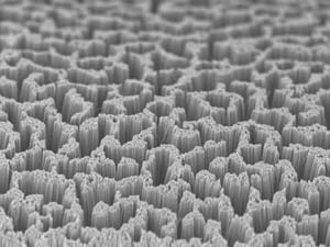 A coating of alkylthiol molecules protects a forest of silicon nanowires. Image credit: American Chemical Society