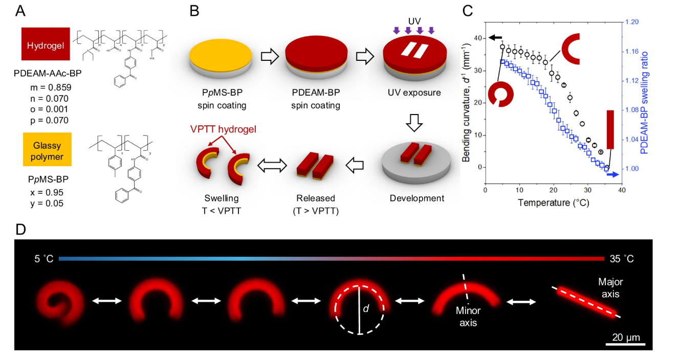 A) PDEAM-BP is a stimuli-responsive swellable hydrogel, and PpMS-BP is a glassy polymer. B) Schematic representation illustrating fabrication of shape-morphing particles from a bilayer of PpMS-BP (rigid layer) and PDEAM-BP (swelling layer) by UV-crosslinking and developing. C) Bending curvature of a shape-morphing particle (black circles) and linear swelling ratio of PDEAM-BP, defined as the ratio in diameter of a PDEAM-BP sample compared to that in its dry state (blue squares), as a function of solution temperature. Data points represent mean values, and error bars indicate mean&thinsp;&plusmn;&thinsp;SD (n&thinsp;&thinsp;=&thinsp;&thinsp;5). D) Fluorescent microscope images showing reversible bending of a bilayer particle upon decreasing temperature across VPTT. Source: Nature Communications