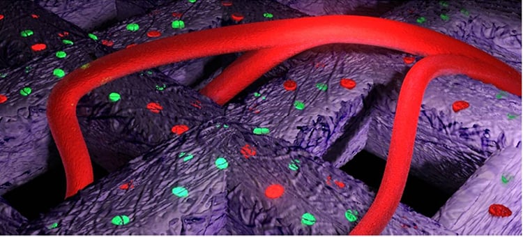 The illustration shows the formation of blood vessels, i.e., vascularization, in the bioprinted material implanted in an animal model. Image credit: Philip Krantz