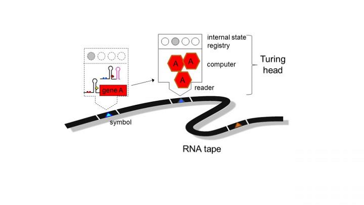 This is a figure showing RNA sequence of command. Source: Professor Jaramillo/University of Warwick