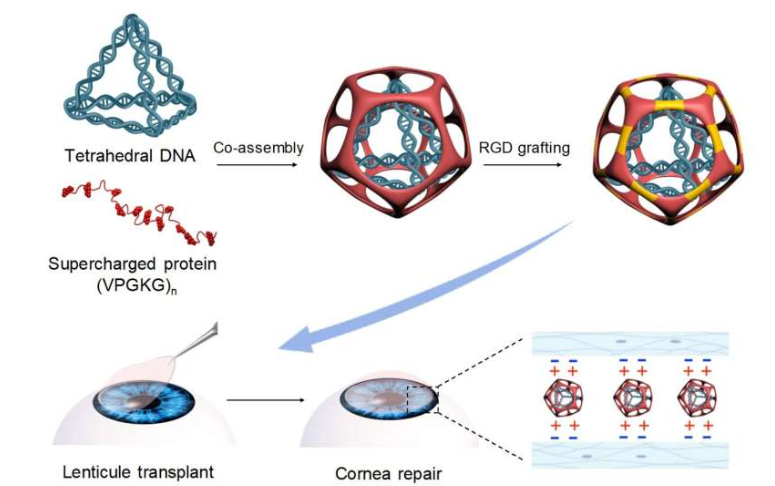 DNA-protein hybrid cage-like nanoadhesive for corneal transplantation. Source: Jing Zhao and Feng Zhang from Eye & ENT Hospital of Fudan University