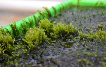 Aquatic moss in a Stockholm University greenhouse. Source: Arifin Sandhi