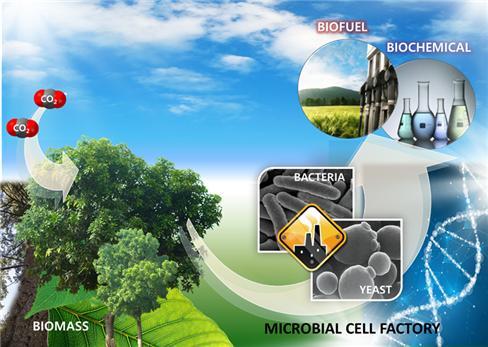 Conceptual diagram for producing biofuels using microorganisms as raw materials for wood-based biomass. Source: KIST