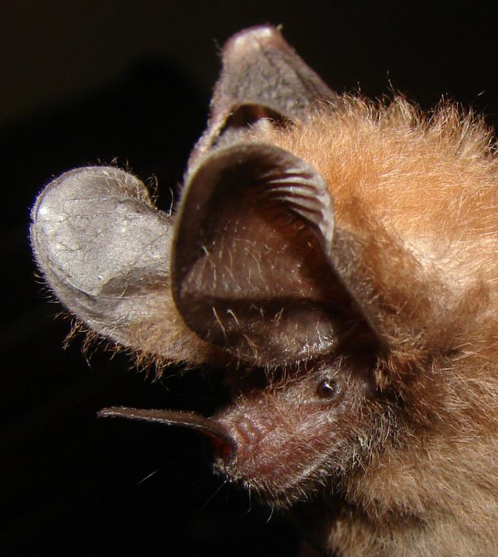 This is a portrait of Micronycteris microtis, aka the leaf nosed bat (Source: Inga Geipel