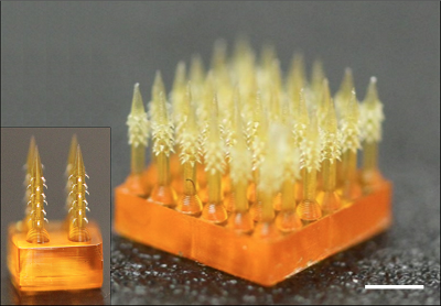 Backward-facing barbs interlock with tissue when inserted, enhancing adhesion. Source: Riddish Morde, Rutgers University