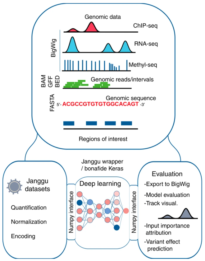Janggu helps with data aquisition and evaluation of deep learning models in genomics. Data can be loaded from various standard genomics file formats, including FASTA, BED, BAM and bigWig. The output predictions can be converted back to coverage tracks and exported to bigWig files. Source: Wolfgang Kopp