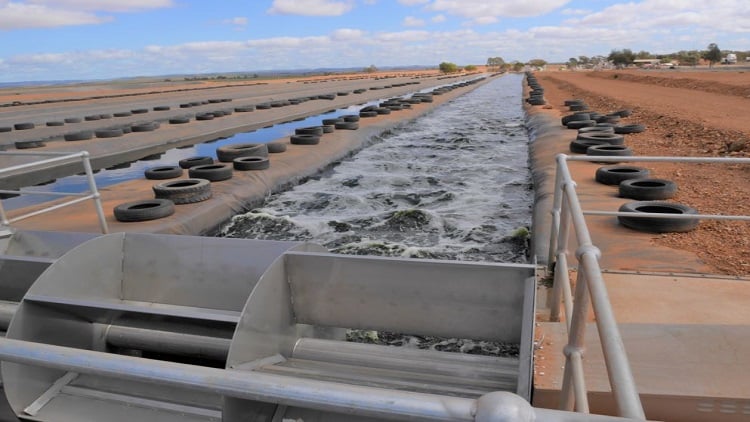 Researchers couple wastewater recycling with algae harvesting