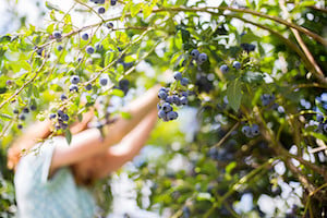 Annual U.S. blueberry production exceeds 500 million pounds with a value of over $860 million. Image credit: PSU.