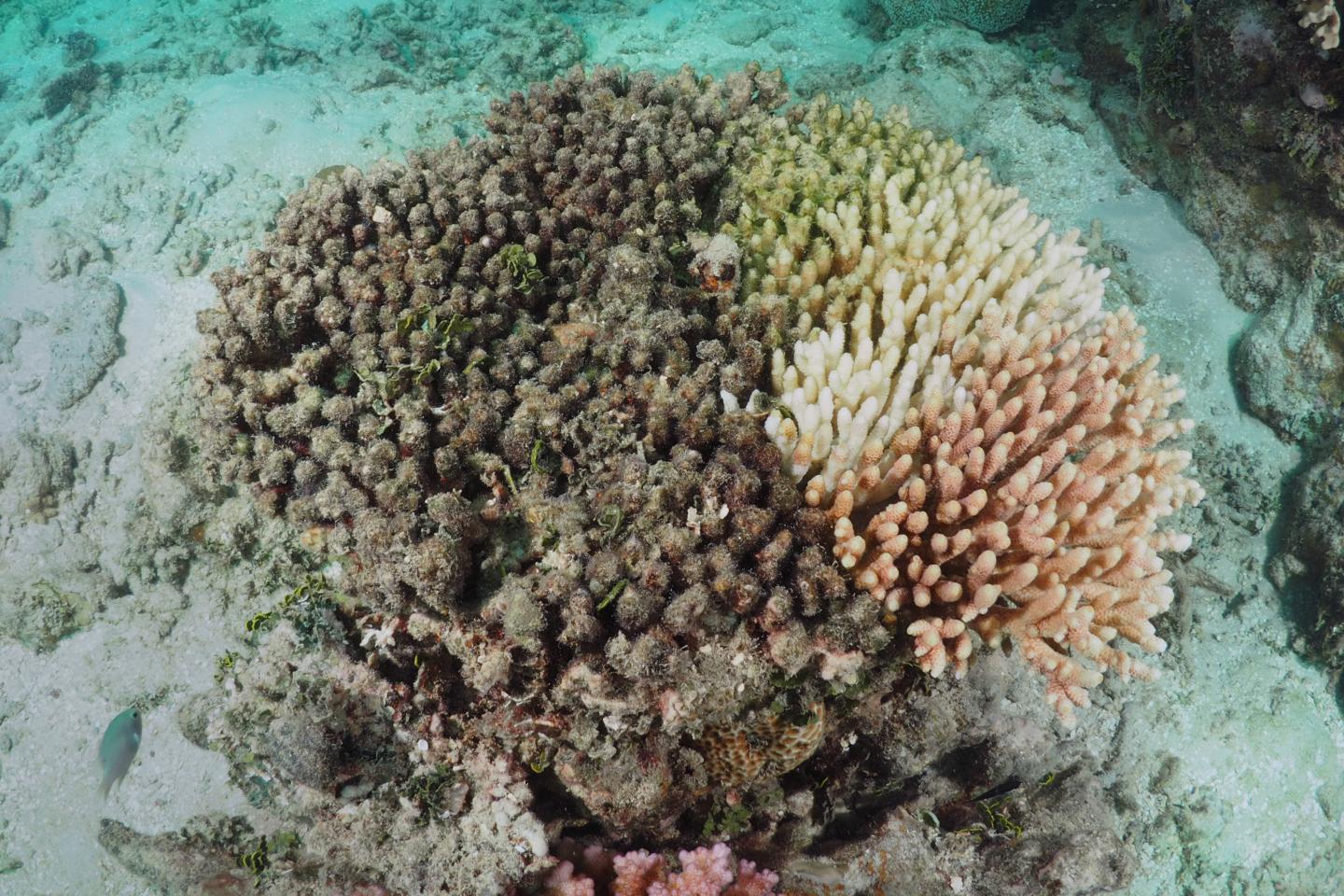 Coral colony in mu.ltiple stages of bleaching and mortality, Great Barrier Reef, 2017. Source: Australian Institute of Marine Science / Chris Brunner