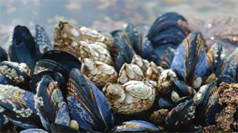 MIT engineers develop mussel-inspired super glue to stop infections