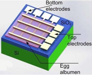 Dissolvable memristor made with egg proteins.  Image source: American Chemical Society