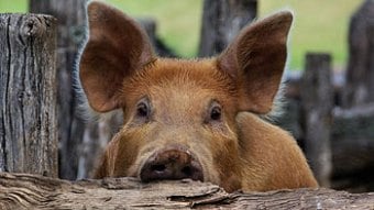 The projects will capture and process methane from clusters of Smithfield's company-owned and contract hog farms. Source: National Park Service
