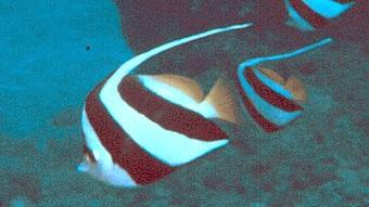 Reefy: The next wave in sustainable engineering