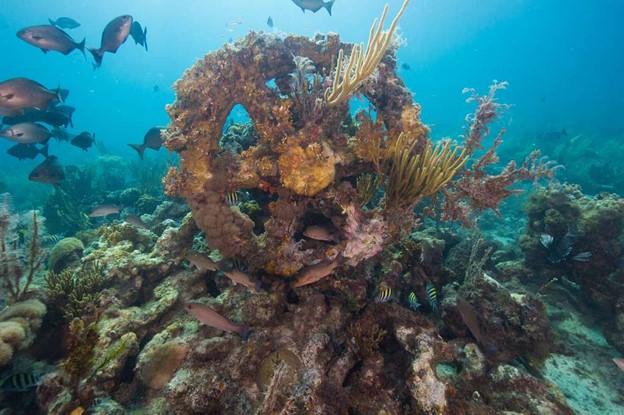 The Dry Tortugas National Park. This submerged ship’s wheel has become an artificial reef. Photo: Brett Seymour, Submerged Resources Center, NPS, public domain.