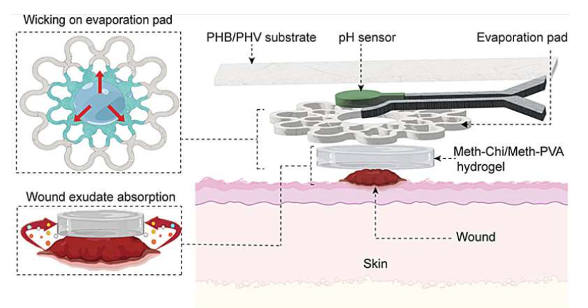 Source: ACS Sensors (2025). DOI: 10.1021/acssensors.4c02172