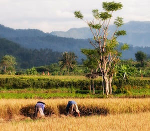 The discovery could hold significance for rice paddies, which account for 20% of human-related methane emissions. Image credit: Pixabay.