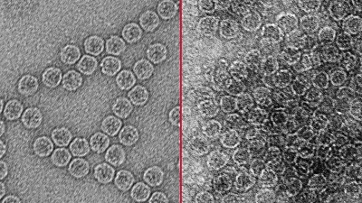 Transmission electron micrographs of MS2 bacteriophage before electrocoagulation (left) and after (right). Source: Shankar Chellam and Anindito Sen/Texas A&M University